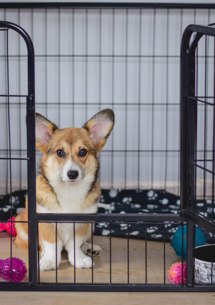 Easy Clean Dog Crate Review